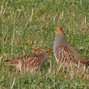 Grey Partridges