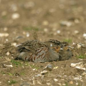 Grey Partridges Dusting.