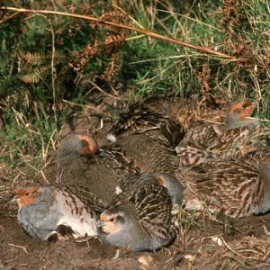 Grey Partridges Dusting DM0564