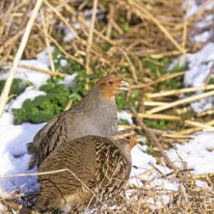 Pair Grey Partridge  in the Snow 2