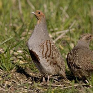 Pair Grey Partridge  2