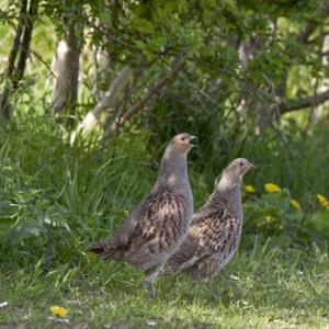 Pair Grey Partridge DM0523