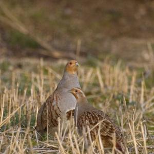 Pair Grey Partridge
