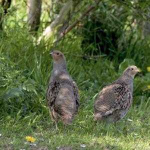 Pair Grey Partridge DMO520