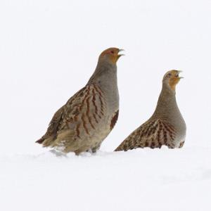 Pair Grey Partridge in the Snow  DM1405