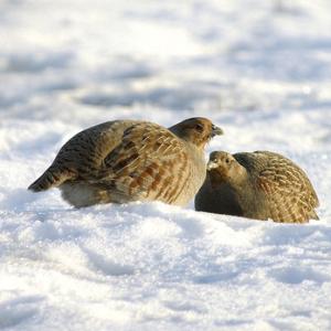 Pair Grey Partridge in the Snow