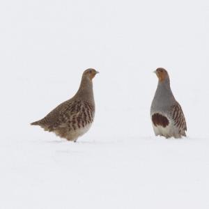 Pair Grey Partridge in the Snow DM1404