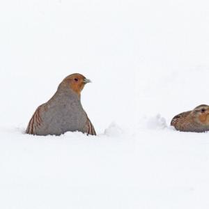 Pair Grey Partridge in the Snow DM1406