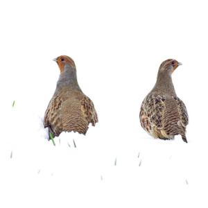 Pair Grey Partridge in the Snow DM1408
