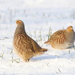 Pair Grey Partridge in the Snow DM1409