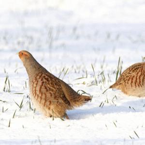 Pair Grey Partridge in the Snow DM1410