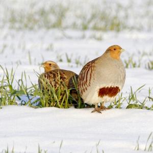 Pair Grey Partridge in the Snow DM1412