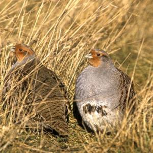 Pair Grey Partridges DM0518
