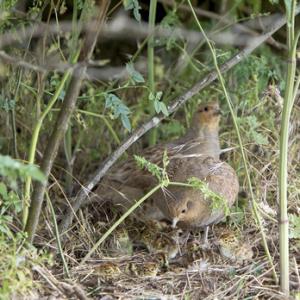 Pair Grey Partridges with Chicks DM0547