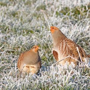 Pair of Grey Partridges in the Frost