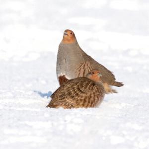 Pair of Grey Partridges in the Snow
