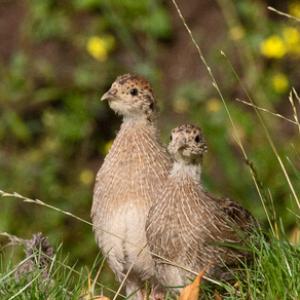 Young Grey Partridges DM1623
