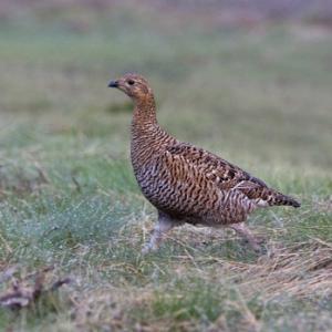 Black Grouse ( Grey Hen) DM1005