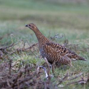 Black Grouse ( Grey Hen) DM1006