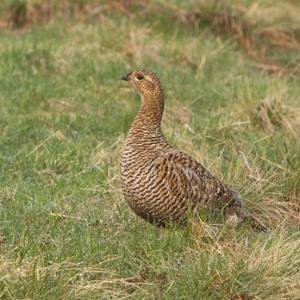 Black Grouse ( Grey Hen) DM1008