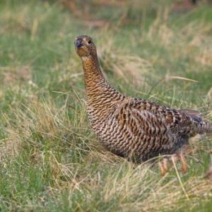 Black Grouse ( Grey Hen) DM1009