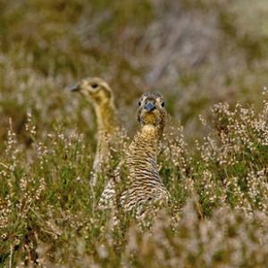 Black Grouse ( Grey Hens) DM1010