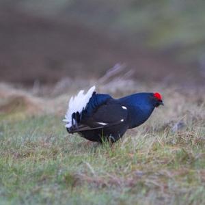 Black Grouse DM0995