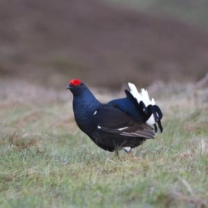 Black Grouse DM0996