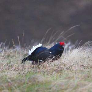 Black Grouse DM0997