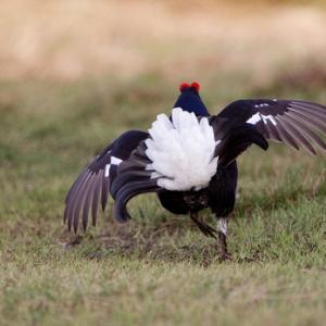 Black Grouse DM0998