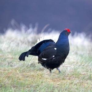 Black Grouse DM0999