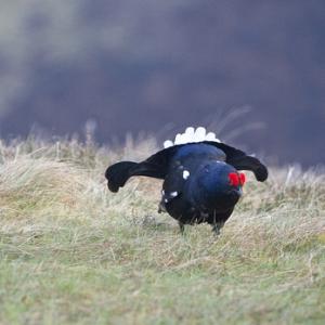 Black Grouse DM1000