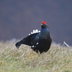 Black Grouse DM1001