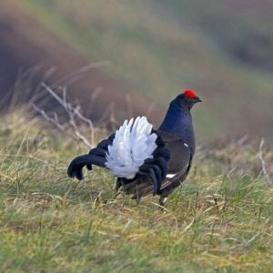 Black Grouse DM1002