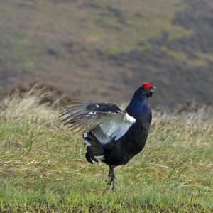 Black Grouse DM1003
