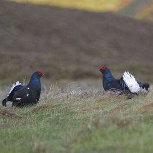 Black Grouse DM1013
