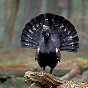 Capercaillie  DM0485