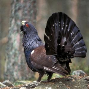 Capercaillie DM0465 