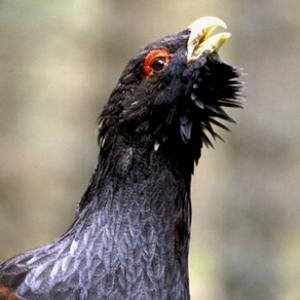 Capercaillie DM0472