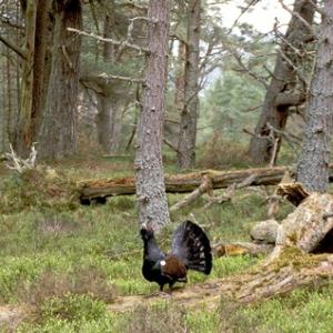 Capercaillie in Woods DM0529