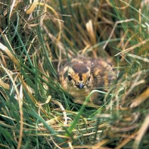 Grouse Chick DM0543