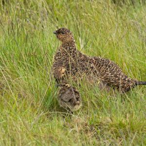  Grouse with Chick DM2069