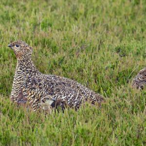   Grouse with Chicks  DM2064