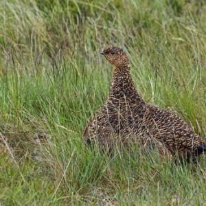   Grouse with Chicks DM2065