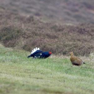 Pair Black Grouse DM1011
