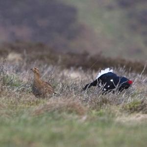 Pair Black Grouse DM1012
