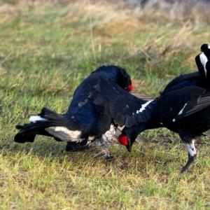 Pair Black Grouse Fighting DM1014