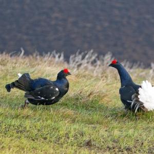 Pair Black Grouse Fighting DM1015