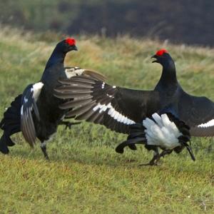 Pair Black Grouse Fighting DM1016