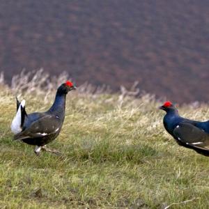 Pair Black Grouse Fighting DM1017
